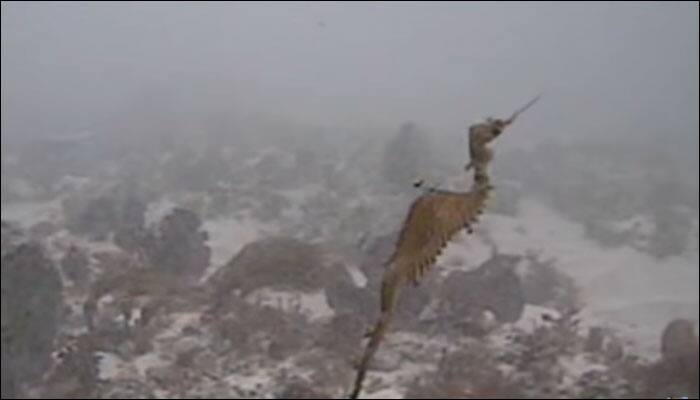 New seadragon species makes first appearance; filmed in deep waters!