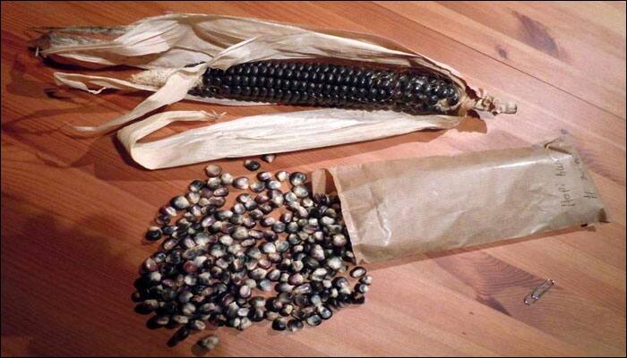 Eating blue maize may reduce BP, cholesterol, fat