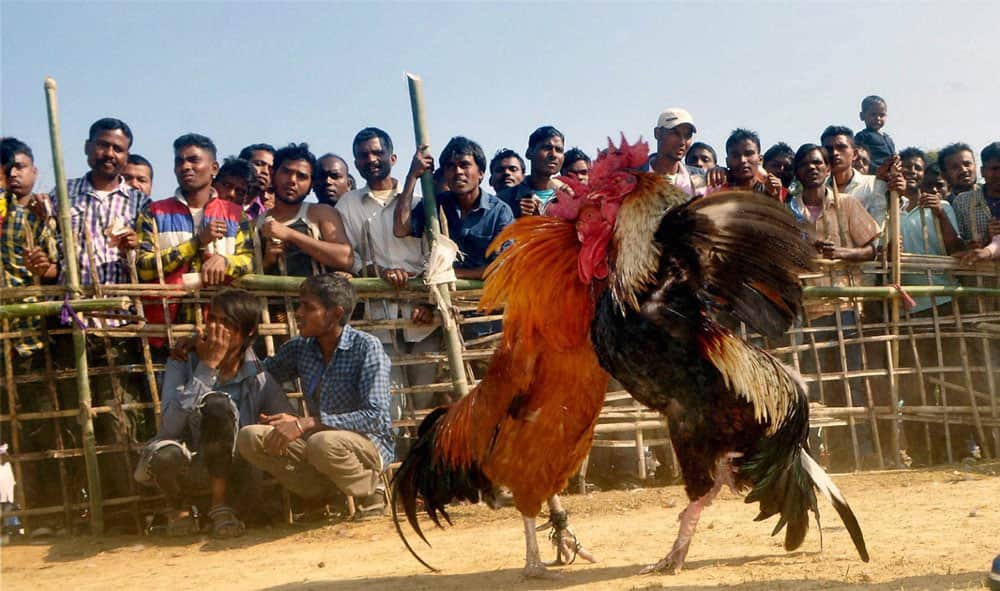 Cock fight during Bhogali Bihu