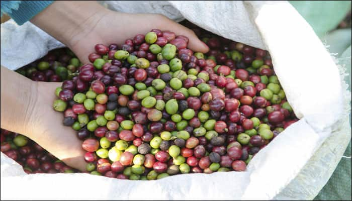 Coffee arabica genome sequenced for first time