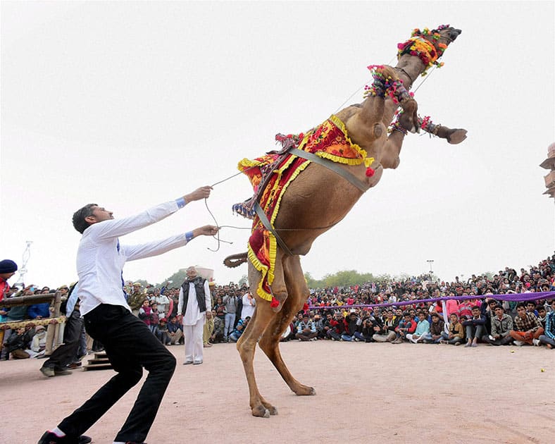 A camel performs during the ongoing 24th International Camel Festival in Bikaner