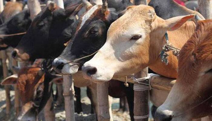 Now Rajasthan minister shares his piece of wisdom on cow — Here&#039;s what he said