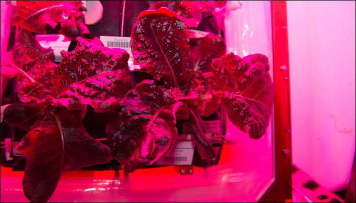 Meet the ISS crew and grow plants in zero gravity through NASA&#039;s new gaming app!