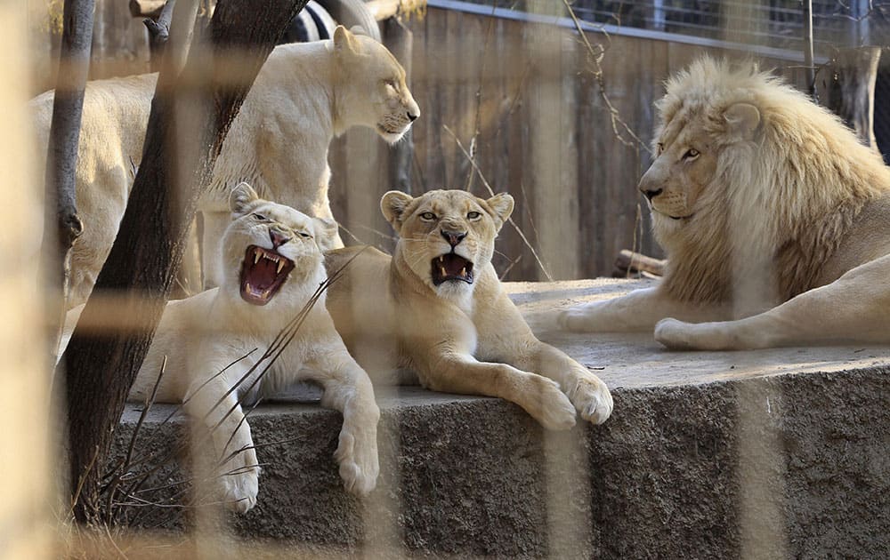 A lion family rests at the Tbilisi Zoo