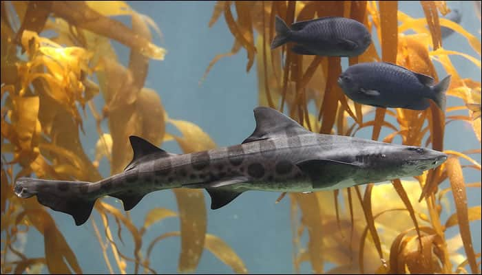 &#039;Lonely leopard shark learns to reproduce by herself&#039;