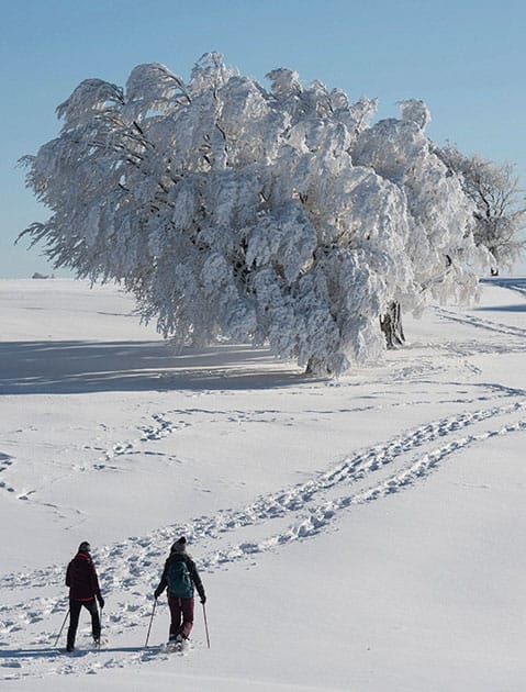 snow-covered tree at the Schauinsland mountain snow-covered tree at the Schauinsland mountain