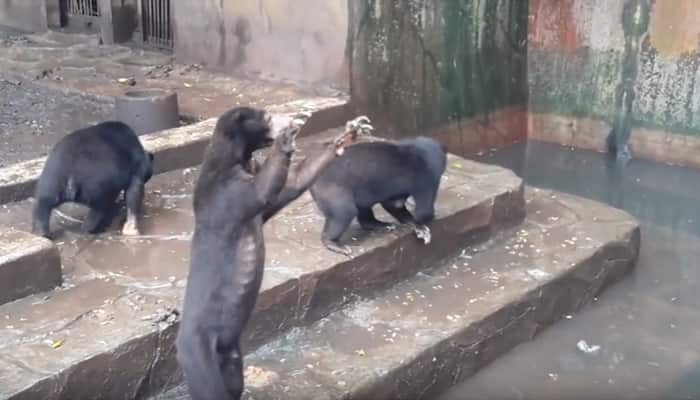This footage of skeletal sun bears begging visitors for food at Bandung zoo is distressing – Watch!