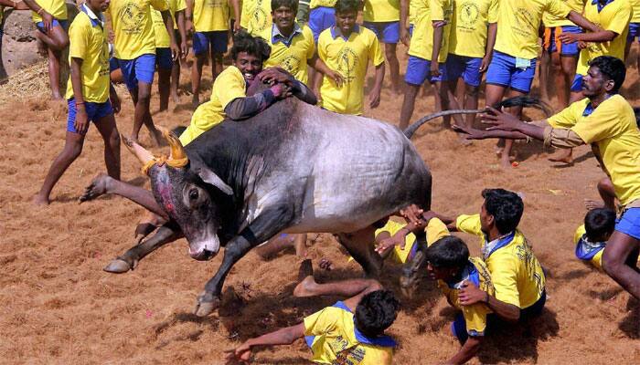 Jallikattu row: Rajinikanth joins massive protest supporting traditional bull sport