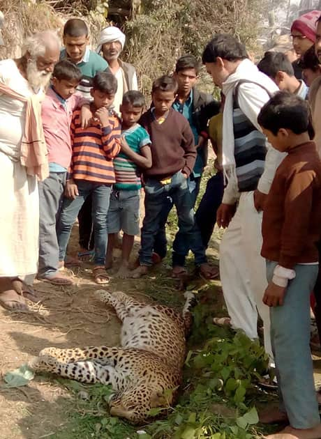 People looking dead Leopard near Didarganj