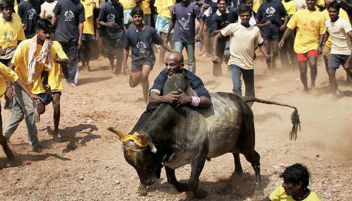 Jallikattu set to return in Tamil Nadu on Sunday  after three years, Governor gives assent to Ordinance