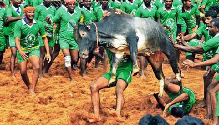 Jallikattu: Tamil Nadu government files caveat in SC to defend its Ordinance