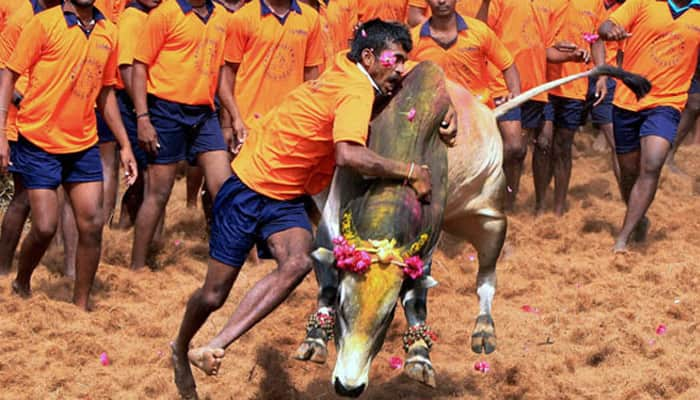 Jallikattu held in Tamil Nadu, kills two people; one dead in Madurai during protests