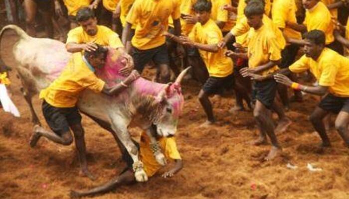 Bill to replace Jallikattu ordinance to be tabled this evening