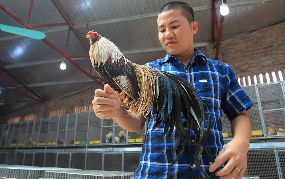 Nguyen Quang Nam pets a Vietnamese bantam