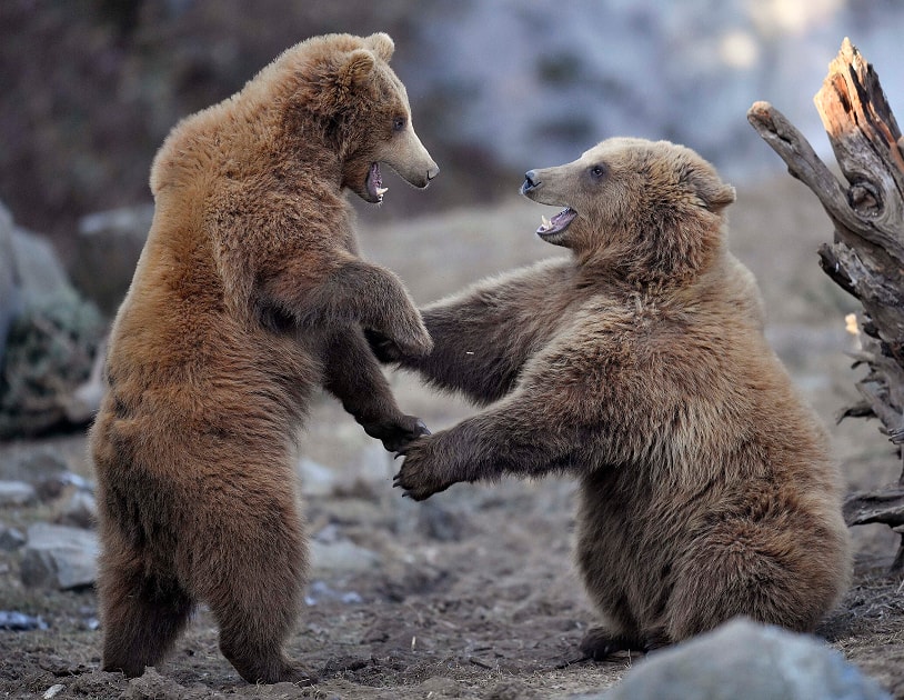 Young brown bears enjoy the cold