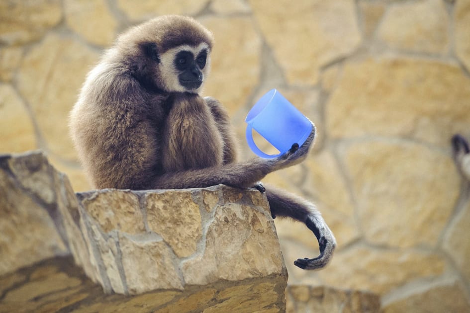 A white-handed gibbon