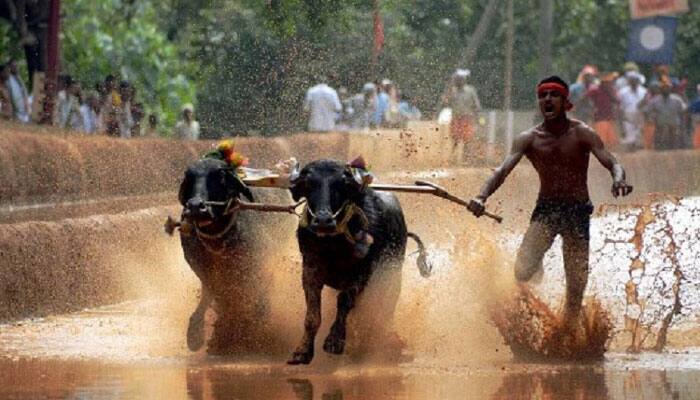 Amid protests in Karnataka, AIADMK backs &#039;Kambala&#039;, calls for ban on PETA