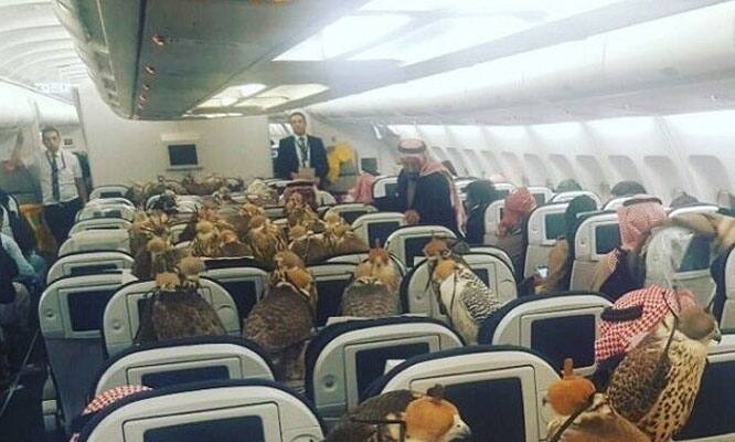 In an age of austerity, Saudi prince buys airplane seats to transport 80 falcons