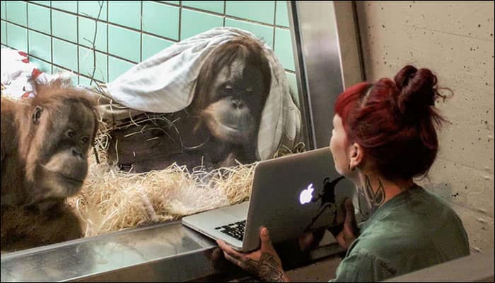 Tinder for Orangutans: Dutch zoo to help female choose her &#039;Mr Right&#039; on tablet!