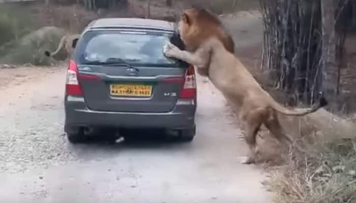  Video of 2 huge lions attacking tourist vehicle in Bengaluru&#039;s Bannerghatta Biological Park goes viral - WATCH