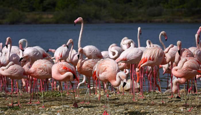 In a first, greater flamingoes spotted in Himachal's Pong wetlands In a first, greater flamingoes spotted in Himachal's Pong wetlands