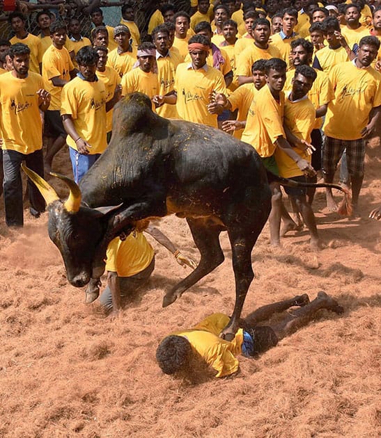 The bull tamers are taming the bulls