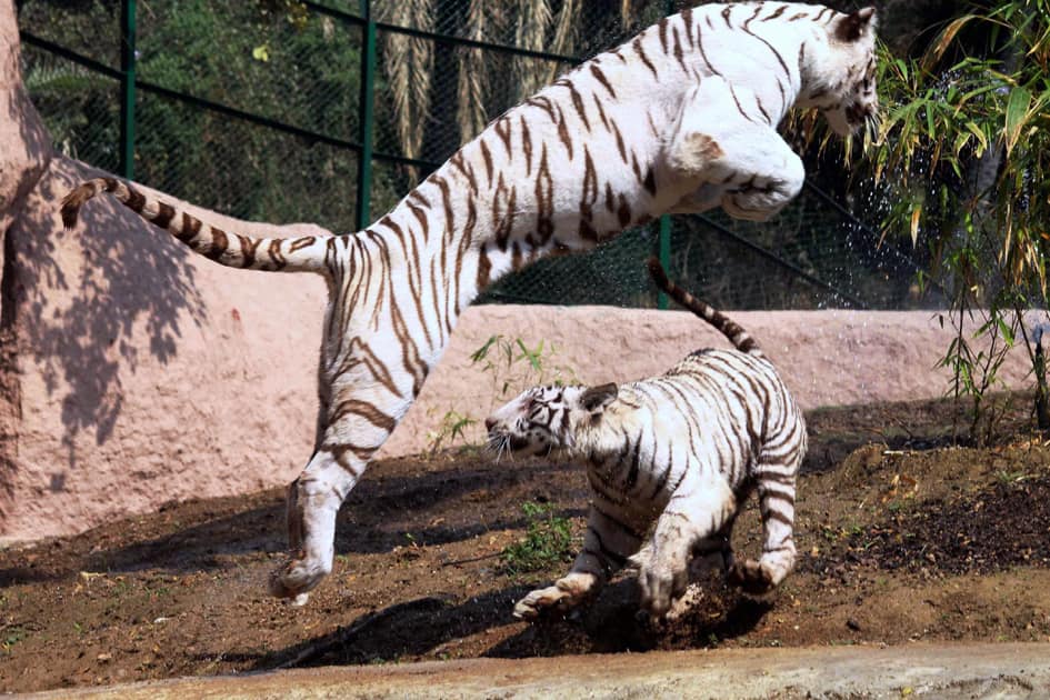 White Tigers cubs at Hyderabad zoo