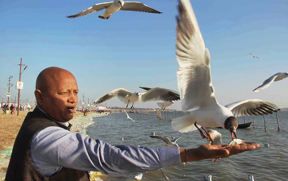 Devotee feeds Migratory Siberian seagulls