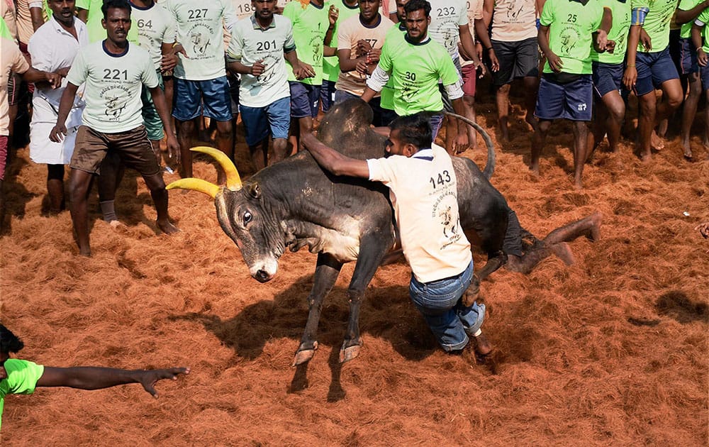 Jallikattu in Madurai