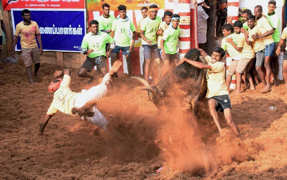 Alaganllaur Jallikattu