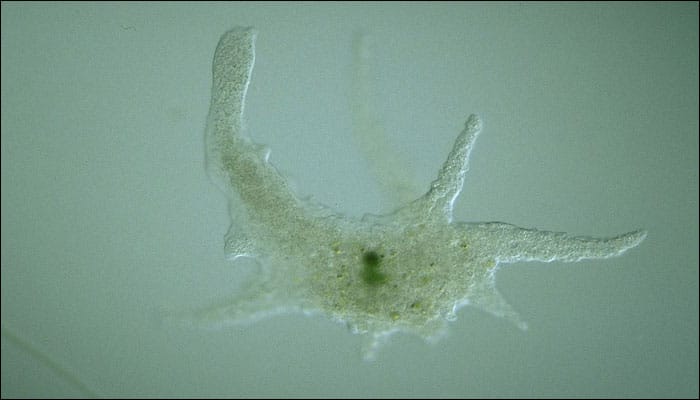 Meet &#039;Gandalf&#039; – a new amoeba species named after &#039;Lord of the Rings&#039; character!