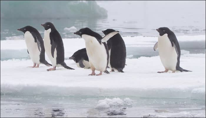 Climate change, overfishing reason behind decline in penguin population