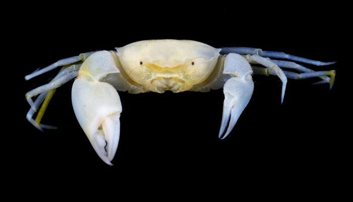 Say hello to &#039;Harryplax severus&#039; – elusive coral reef crab named after Harry Potter characters!
