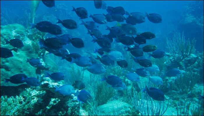 World&#039;s oceans lost 2% of oxygen over last 50 years, warn scientists