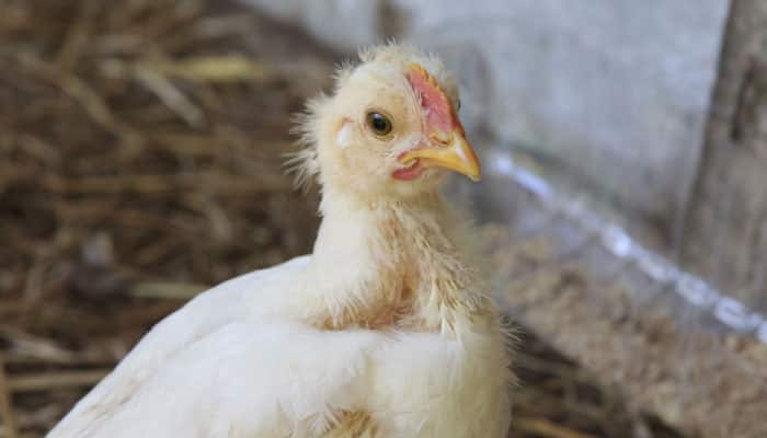 Bird flu: China&#039;s poultry markets shut as death toll rises