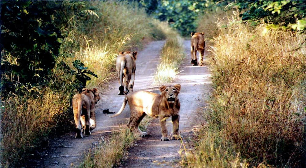 Sasan Gir National Park