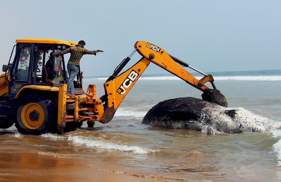 A dead whale at a beach near Puri.