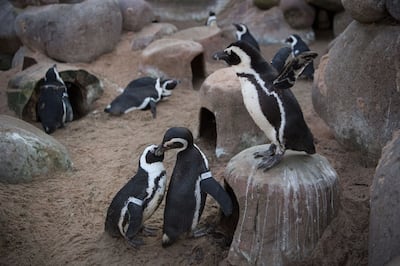 African penguins in Stuttgart zoo