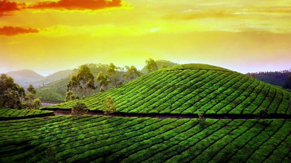 Hills & Tea, Munnar