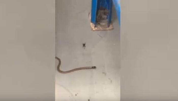 World&#039;s most venomous Redback Spider and Brown Snake battle for survival: Video has over 13 lakh views - WATCH