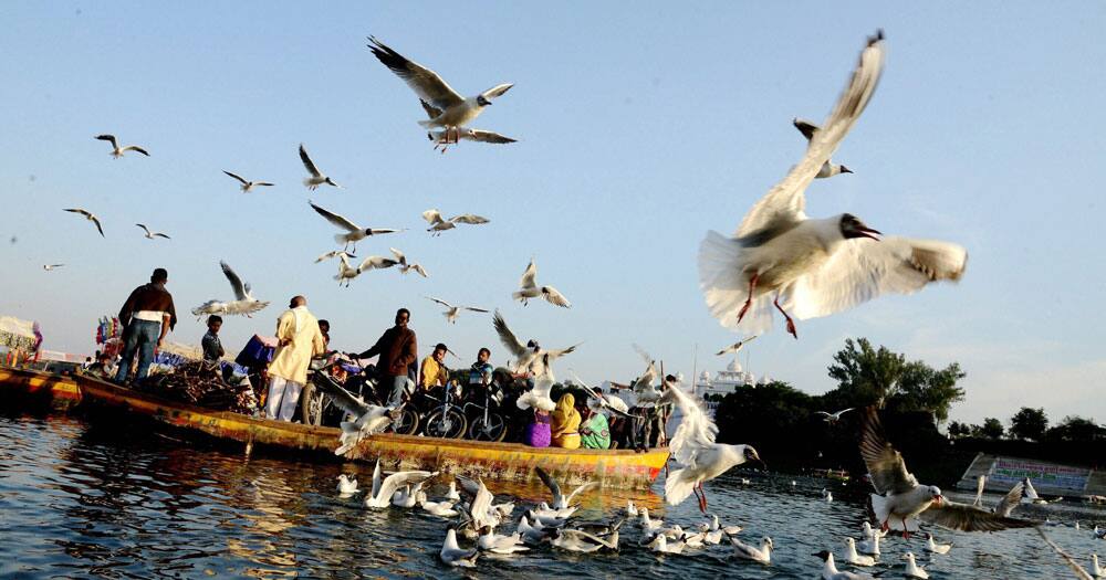 Siberian birds at Narmada in Jabalpur Siberian birds at Narmada in Jabalpur