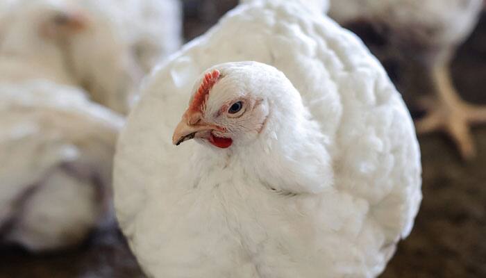 Egg-free surrogate chickens act as saviour for rare poultry breeds