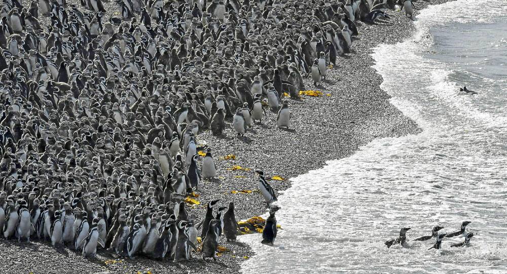 Penguins pack on a beach Penguins pack on a beach