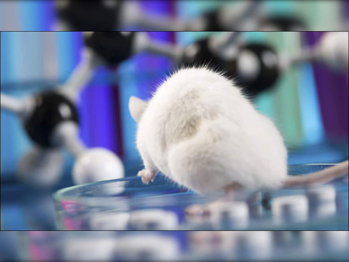 Newly developed glow-in-the-dark mice a step forward for next-gen gene ...