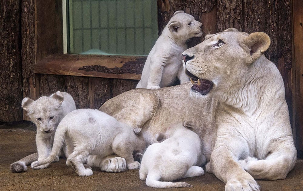 Four rare white lion cubs sit besides their mother Kiara at the zoo in Magdeburg