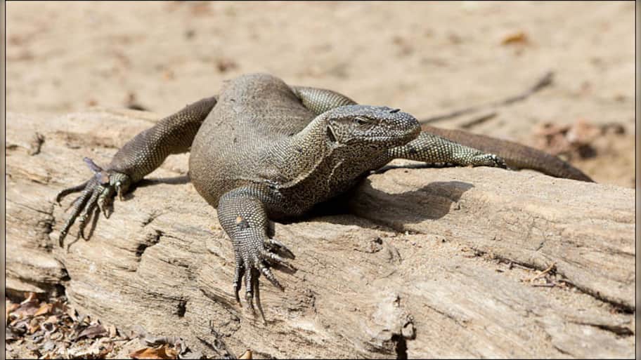 All four monitor lizards in Delhi zoo dead due to 'shock ...