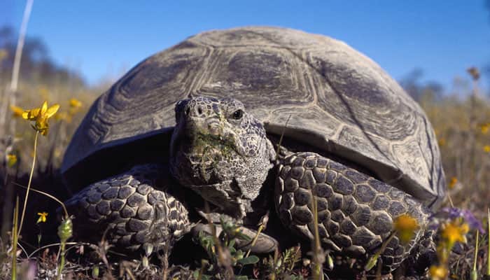 Over 3,000 smuggled tortoises seized in China