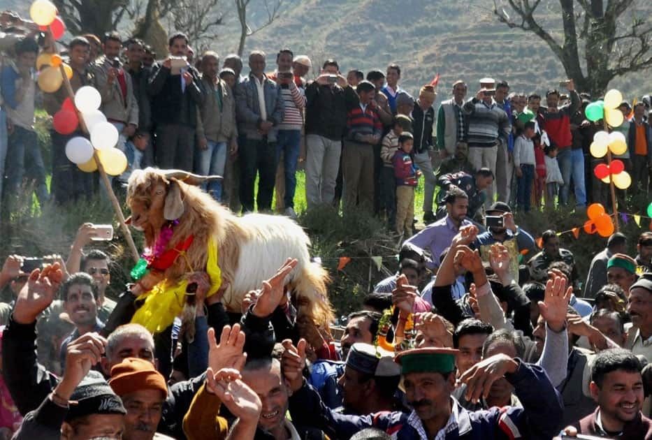 Goat Swayamvar in Tehri Garhwal