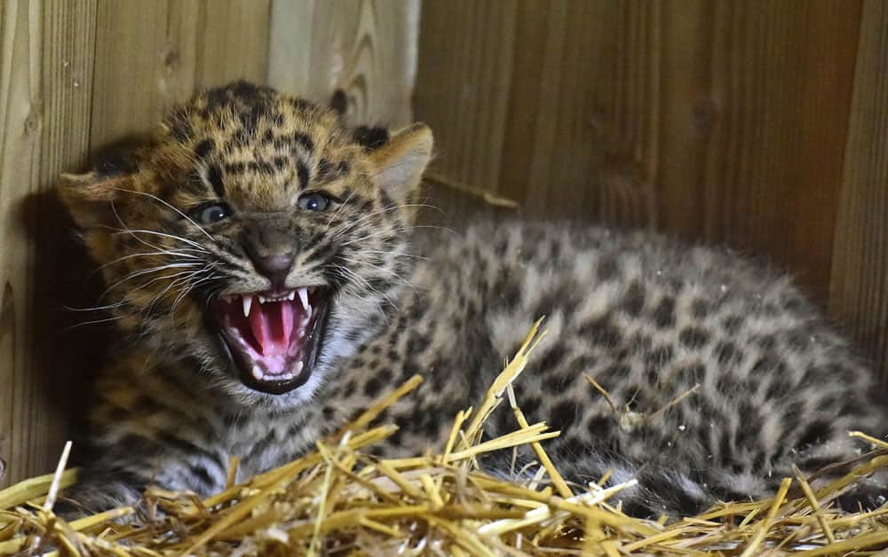 Leopard born in Eberswalde