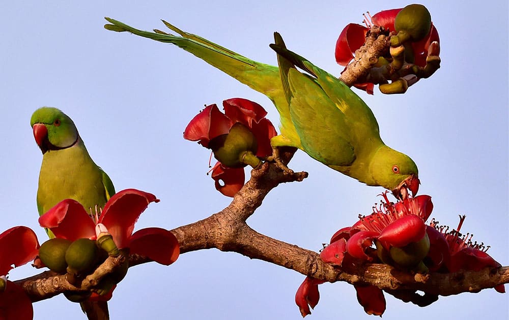 A pair of parrots collecting nectar from Palash flower at a garden
